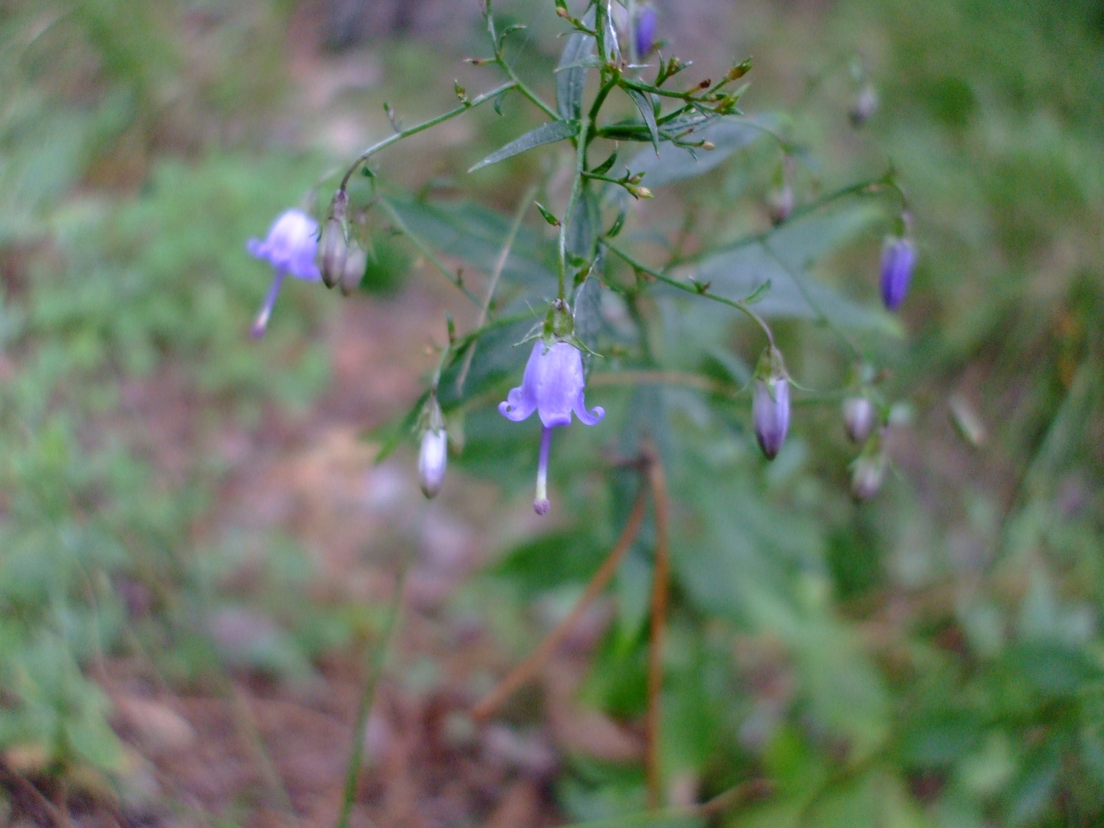 Campanula divaricata